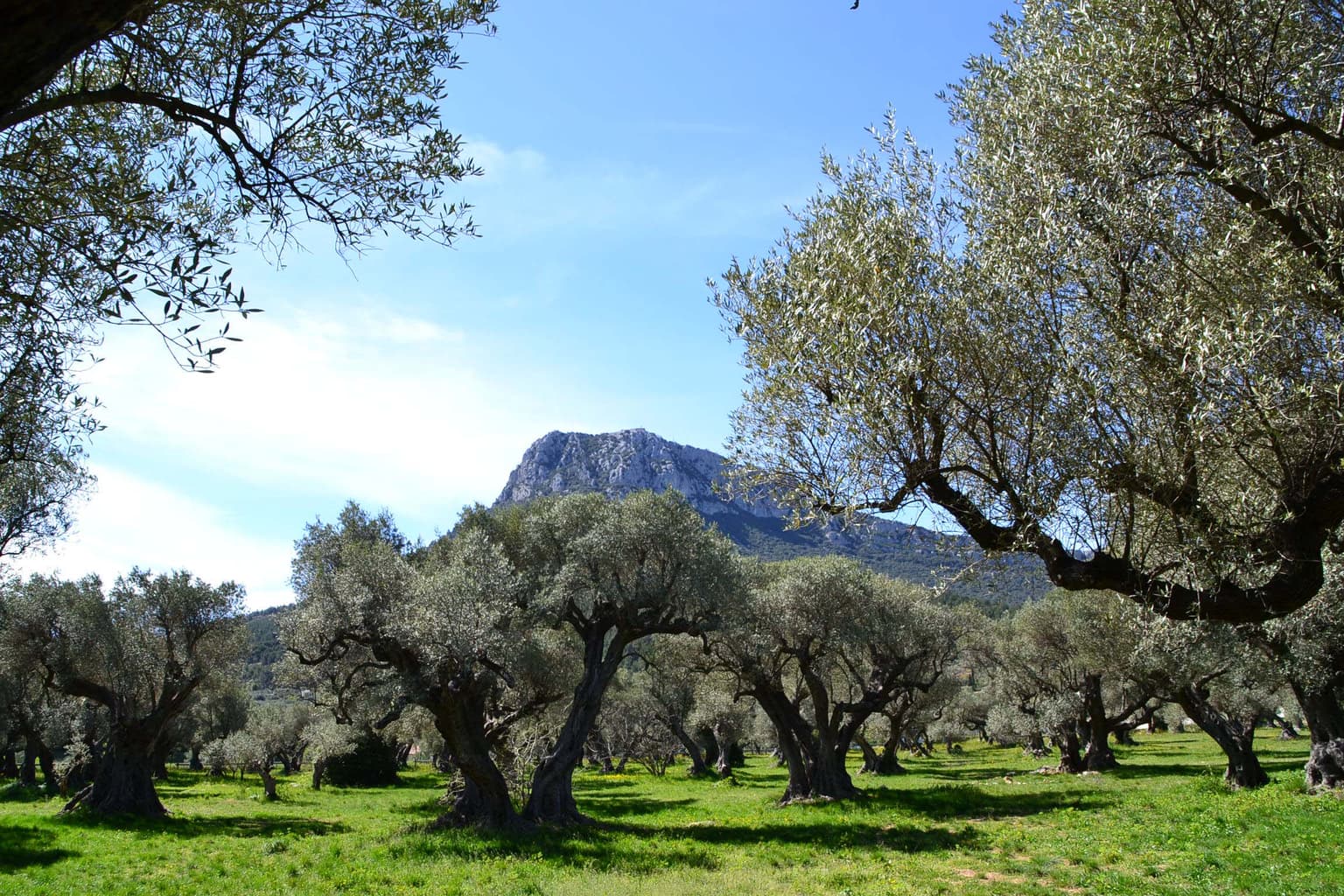 Vue sur le Mont Coudon depuis nos bureaux à La Farlède, Toulon
