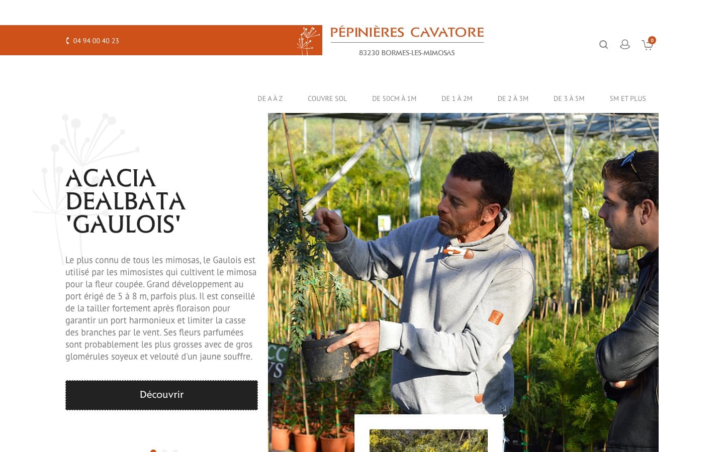 Pépinières Cavatore - Page d'accueil et collection mimosas